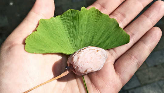 Can Ginkgo Biloba Seeds Fight Skin Infections? Can Ginkgo Biloba Seeds Fight Skin Infections?